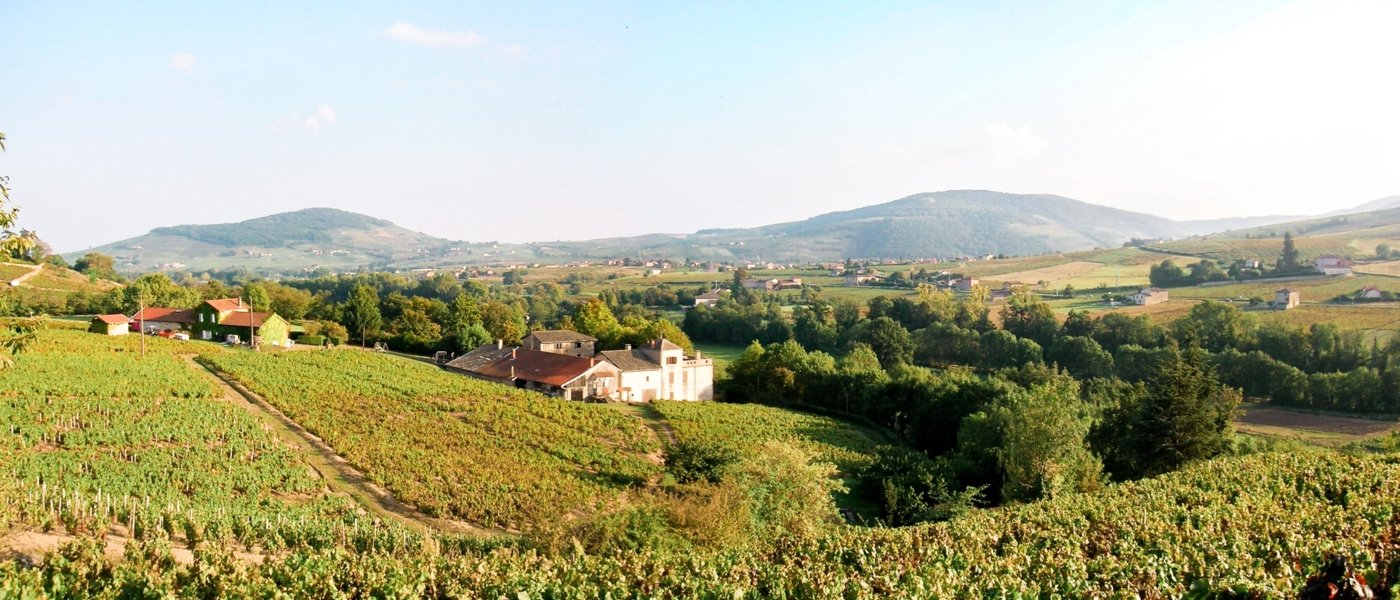 vineyards in rhone valley - Wine Paths